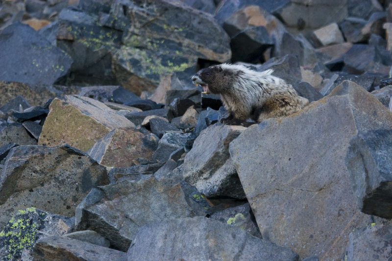 Hoary Marmot